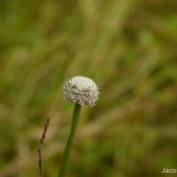 Eriocaulon quinquangulare L.